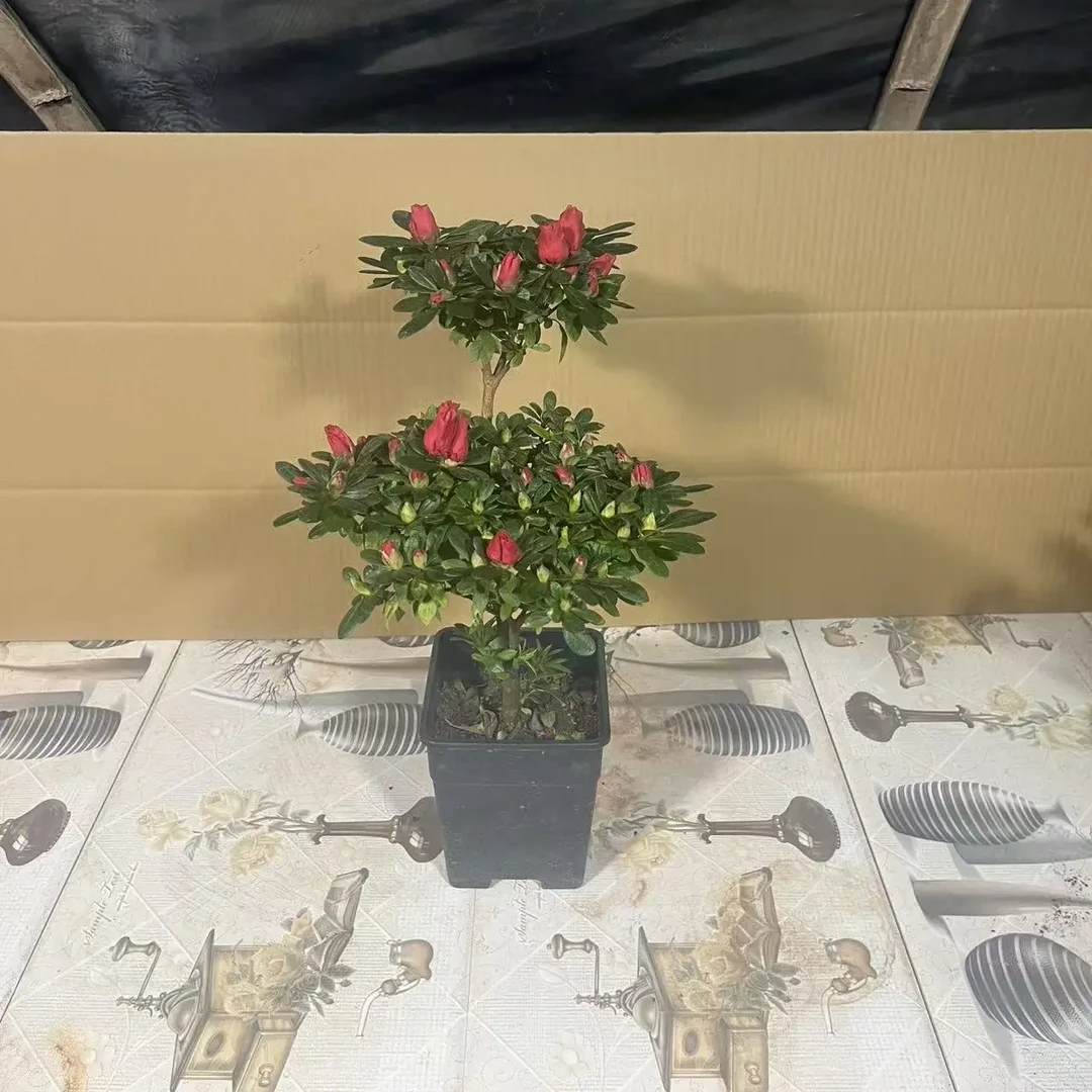 带花苞杜鹃花盆栽四季开花适合庭院阳台的花卉