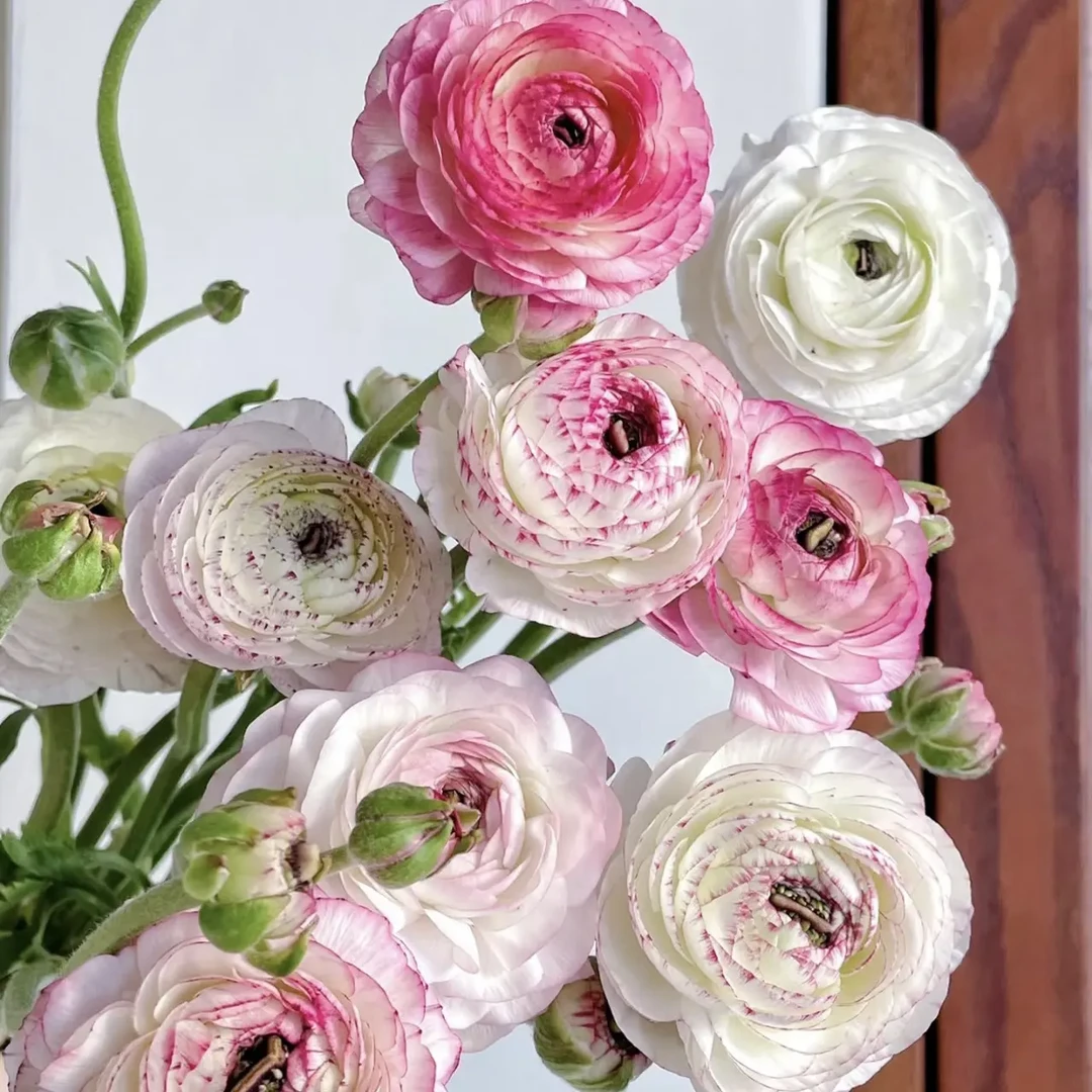 多彩花毛茛花卉盆栽春日花园阳台装饰佳选满16元包邮