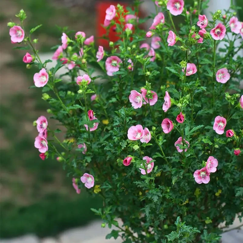 Y 60-70高小木槿花苗盆栽四季花卉植物室内盆栽观花耐热耐寒绿植