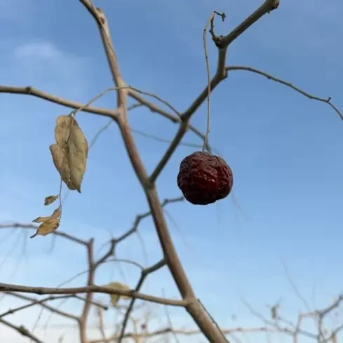 新疆直发原生态吊干蟠枣核小皮薄煲汤泡水佳品