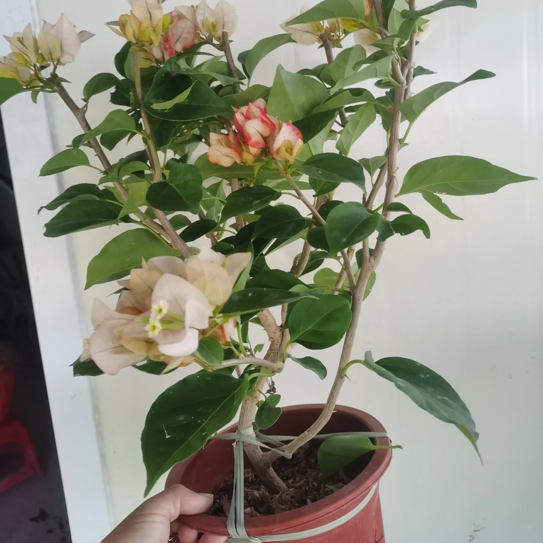 绿植盆栽三角梅绿植苗带花原盆原土发货适合阳台庭院种植四季开花