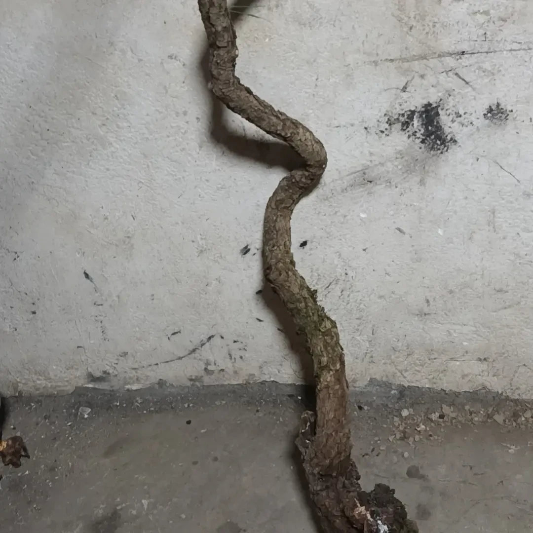 黄荆棠梨黄栌素材盆景