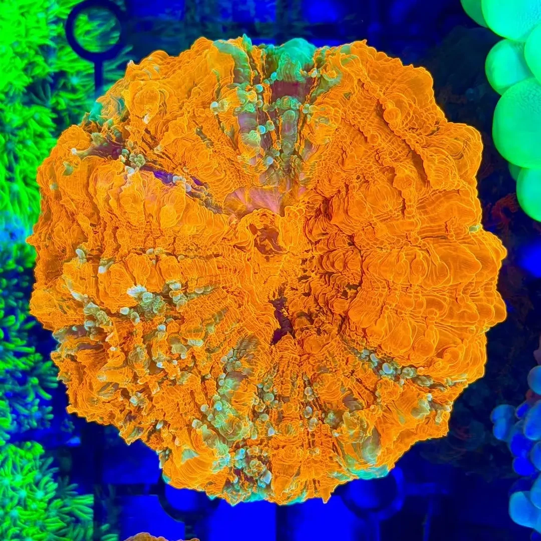 超漂亮的油彩拉丝富士脑珊瑚