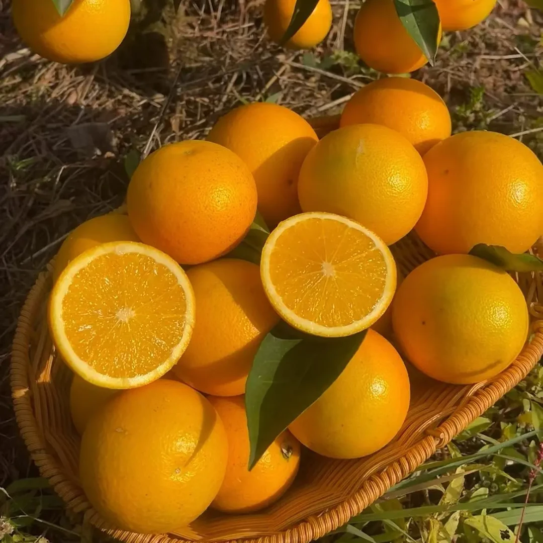 正宗冰糖橙新鲜应季水果香甜多汁现摘现发