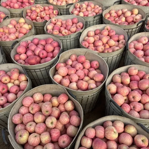 正宗产地红富士苹果微瑕当季新鲜水果脆甜多汁包邮