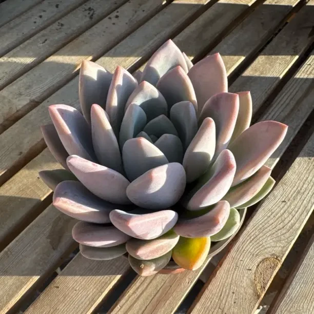 ynapln奥普林娜多肉植物大单头老桩好养适合新手阳台庭院办公室