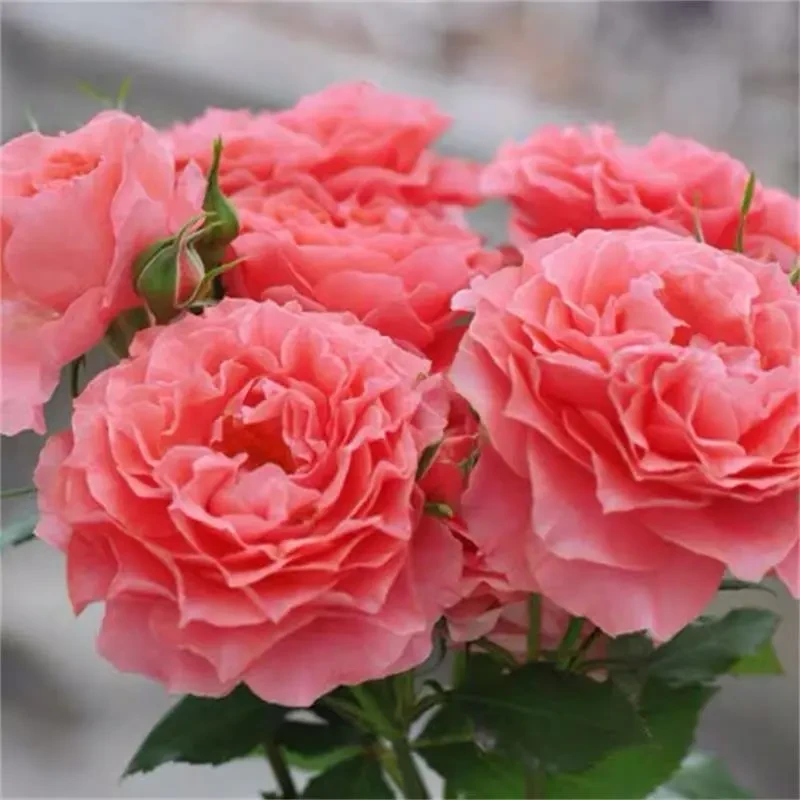 红双喜特大朵月季花特大花浓香大花新品月季花苗玫瑰花树苗盆栽