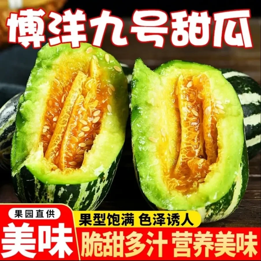 顺丰包邮山东博洋9号甜瓜5斤新鲜水果当季整箱包邮羊角香甜香蜜瓜