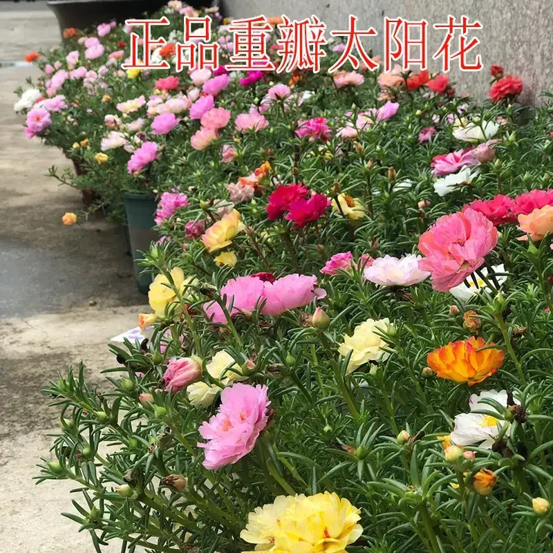 【10000粒正品重瓣太阳花种子】庭院阳台耐热耐旱花种子太阳花四季