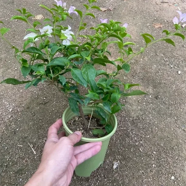 丽娜三角梅 0.5 加仑