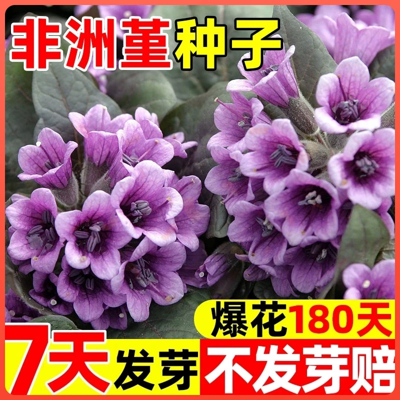 非洲堇种子重瓣紫罗兰花种籽四季开花易活阳台庭院多年生盆栽花苗