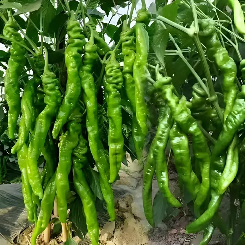 螺丝椒苗带土秧苗香辣辣椒苗庭院种植蔬菜苗带土发货高产盆栽早生