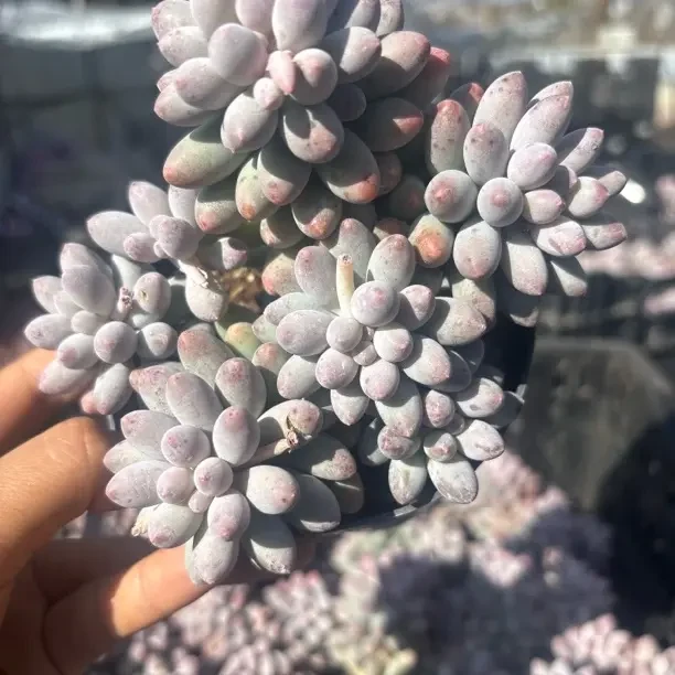 婴儿手指多肉植物 室内盆栽绿植易活新手好养（全店满9.99包邮）