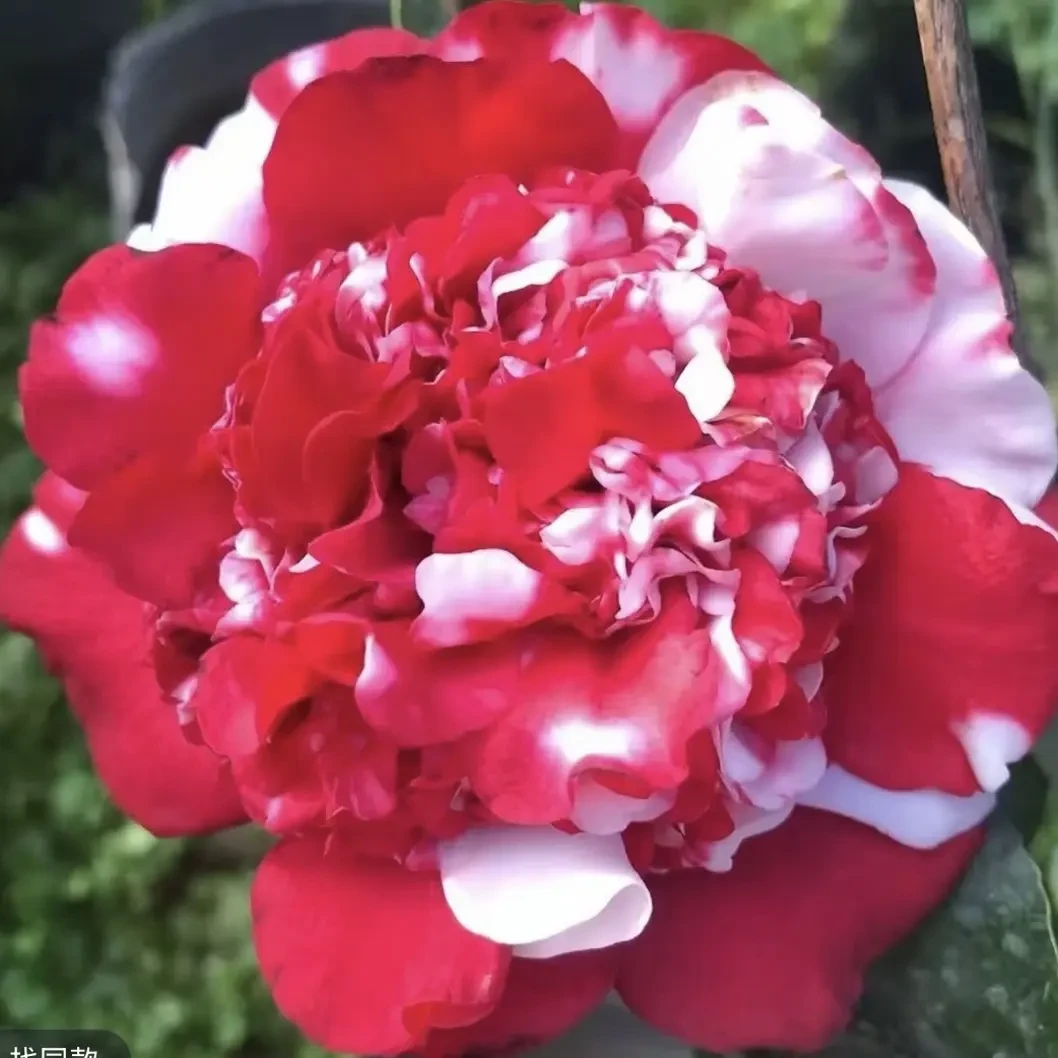 原生新品海棠羽菲锦耐寒耐热四季开花室内外阳台庭院盆栽