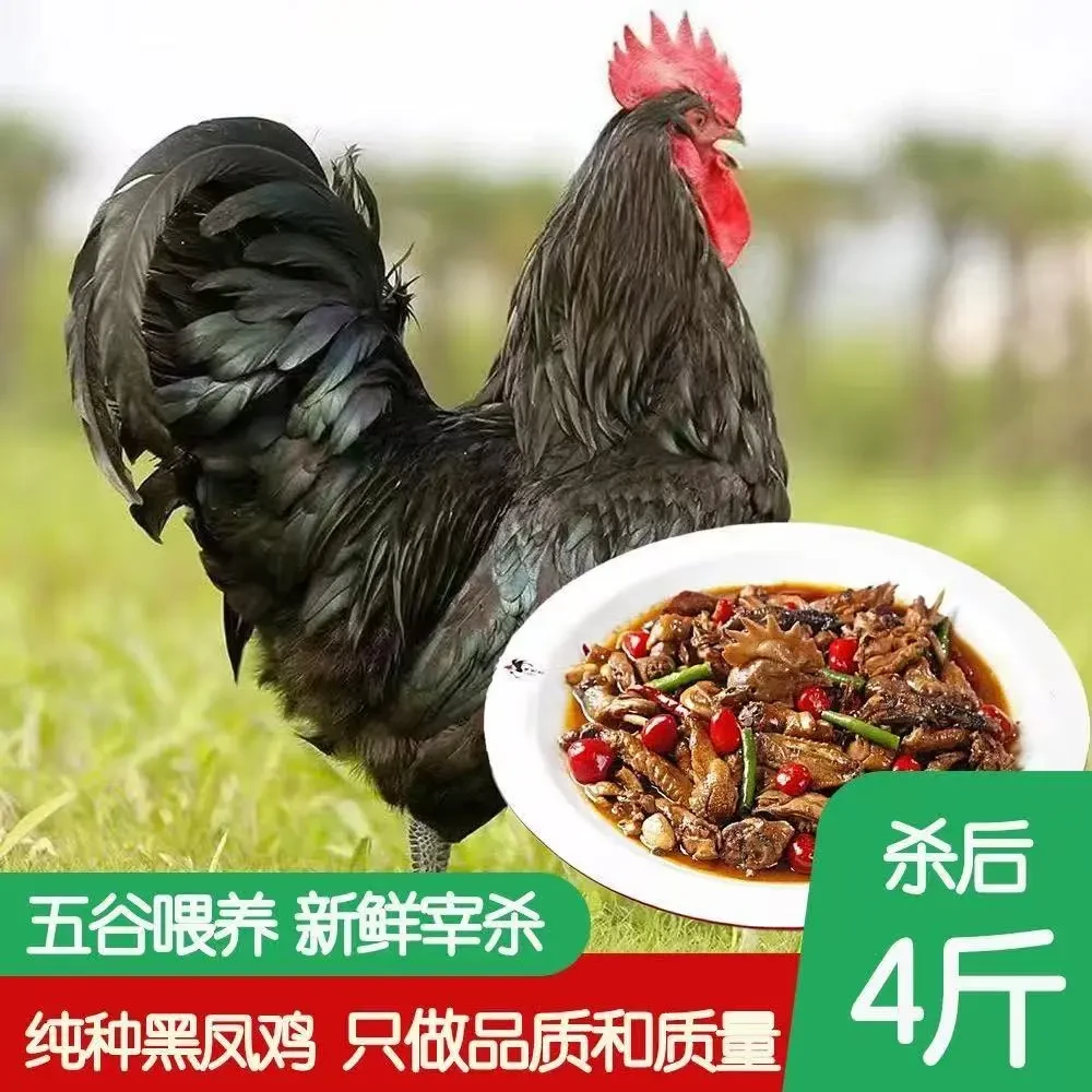 【农家散养黑凤大公鸡】现杀现发净重4斤以上生鲜鸡肉