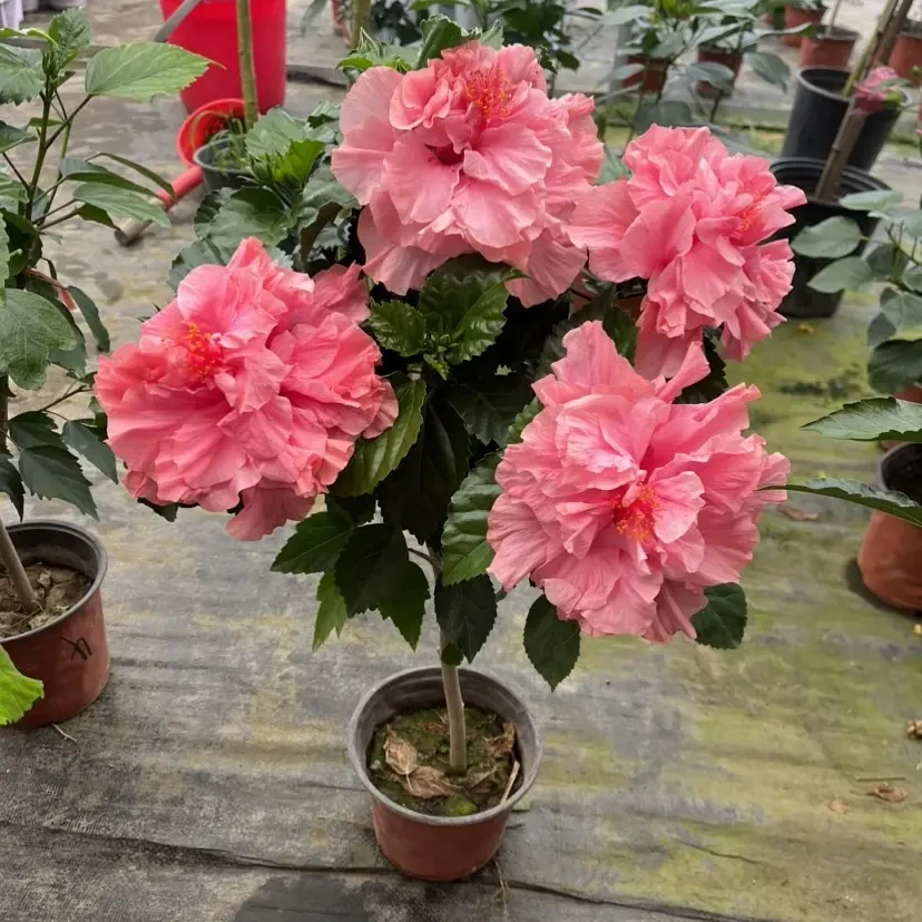 粉色重瓣木槿花卉盆栽四季开花耐热耐寒带花苞室内外种植