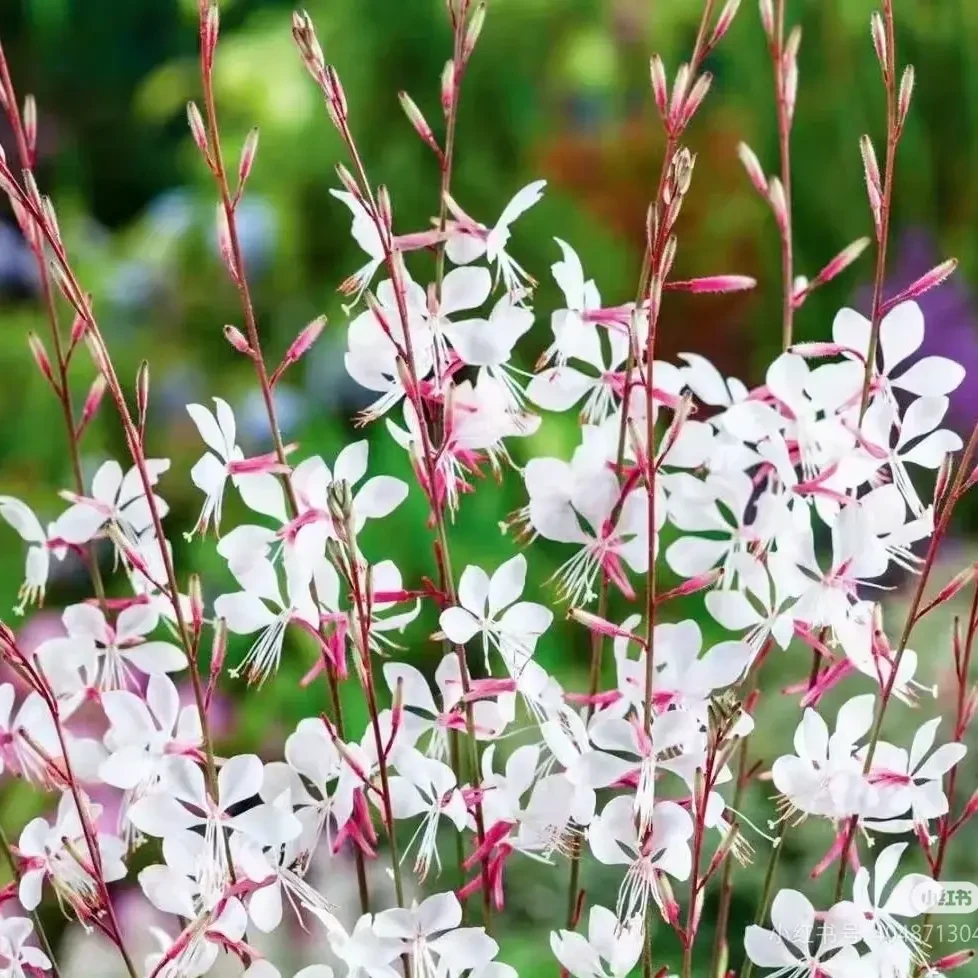 千鸟花绿植盆栽粉花山桃草室内宿根花卉适合庭院阳台飘香藤五色梅