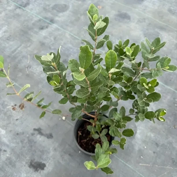 一物一拍1加仑盆菲油绿植花卉盆栽好养耐热耐寒喜肥喜水基地直发