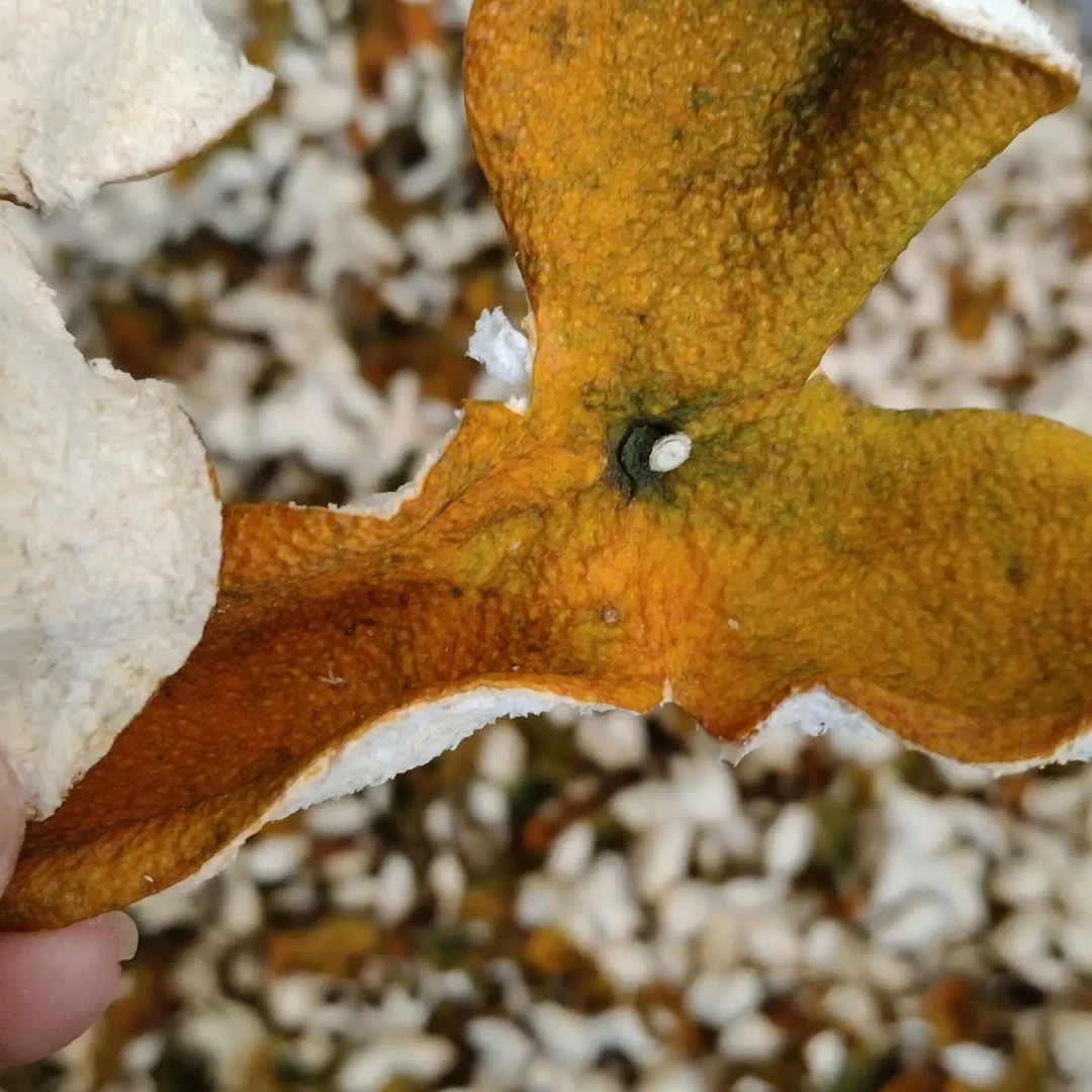 2025年狗腩圈枝二红尾自然生晒陈皮