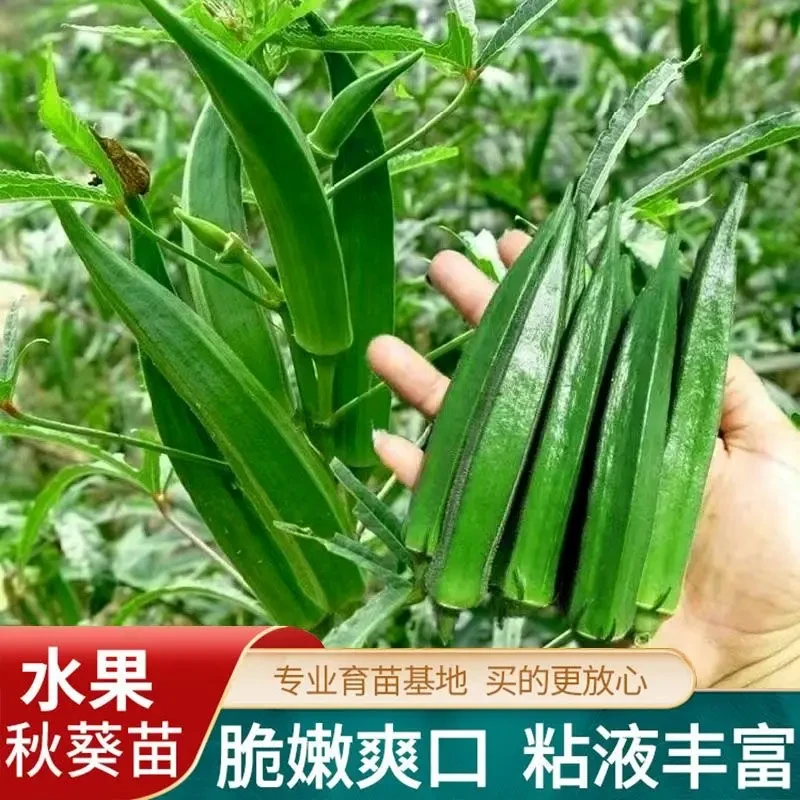 水果新鲜秋葵四季种苗农家蔬菜现发阳台现挖庭院当季蔬菜种子盆栽