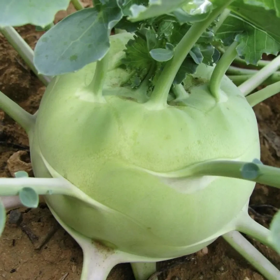 衡阳本地芥兰头 | 新鲜无筋苤蓝当季蔬菜秧苗