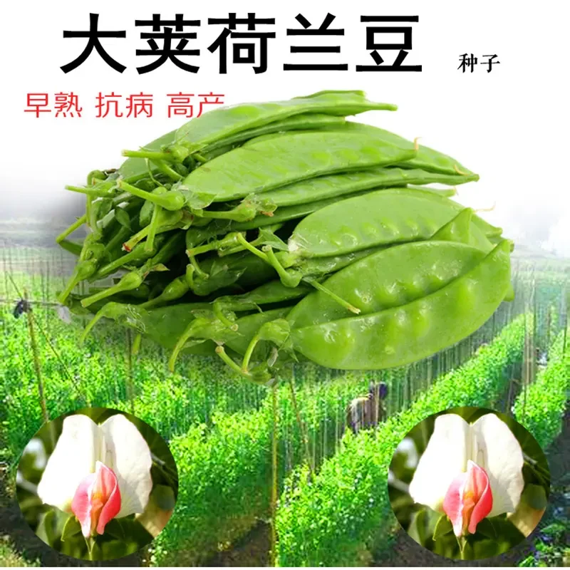 大荚荷兰豆种子甜豌豆种籽四季豆种芸豆扁豆四季蔬菜抗病