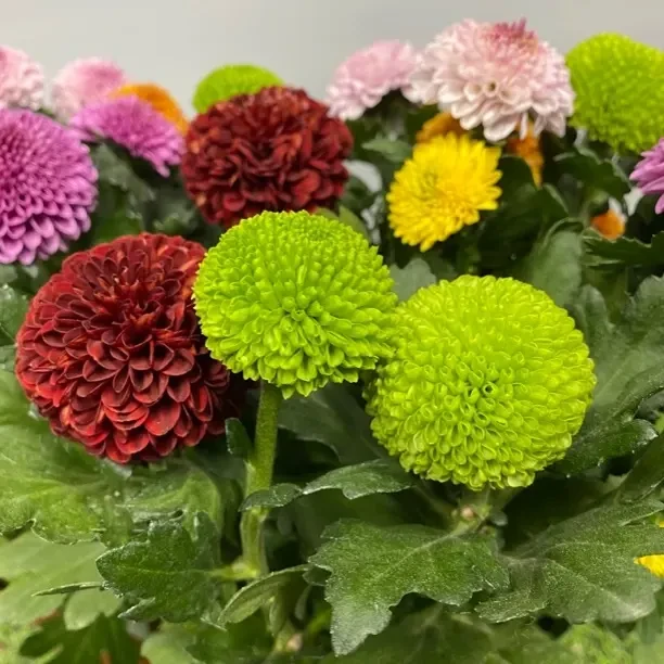 七彩乒乓菊盆栽四季开花带花苞好养室内阳台绿植花卉