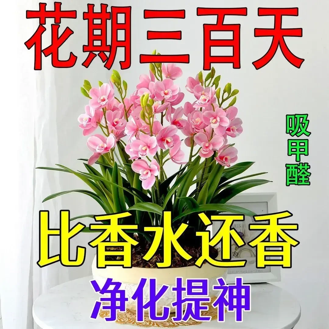 【秋冬季热卖】新品梦香兰四季驱蚊虫开花重瓣花浓香型花卉植物好养