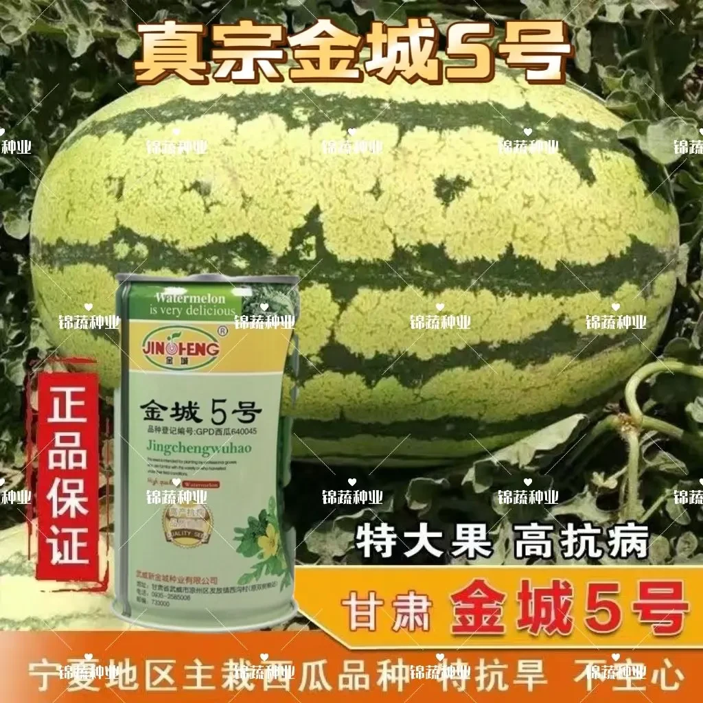 正宗金城5号西瓜种子特大甘肃压砂瓜红瓤高产特耐旱春季高抗病孑