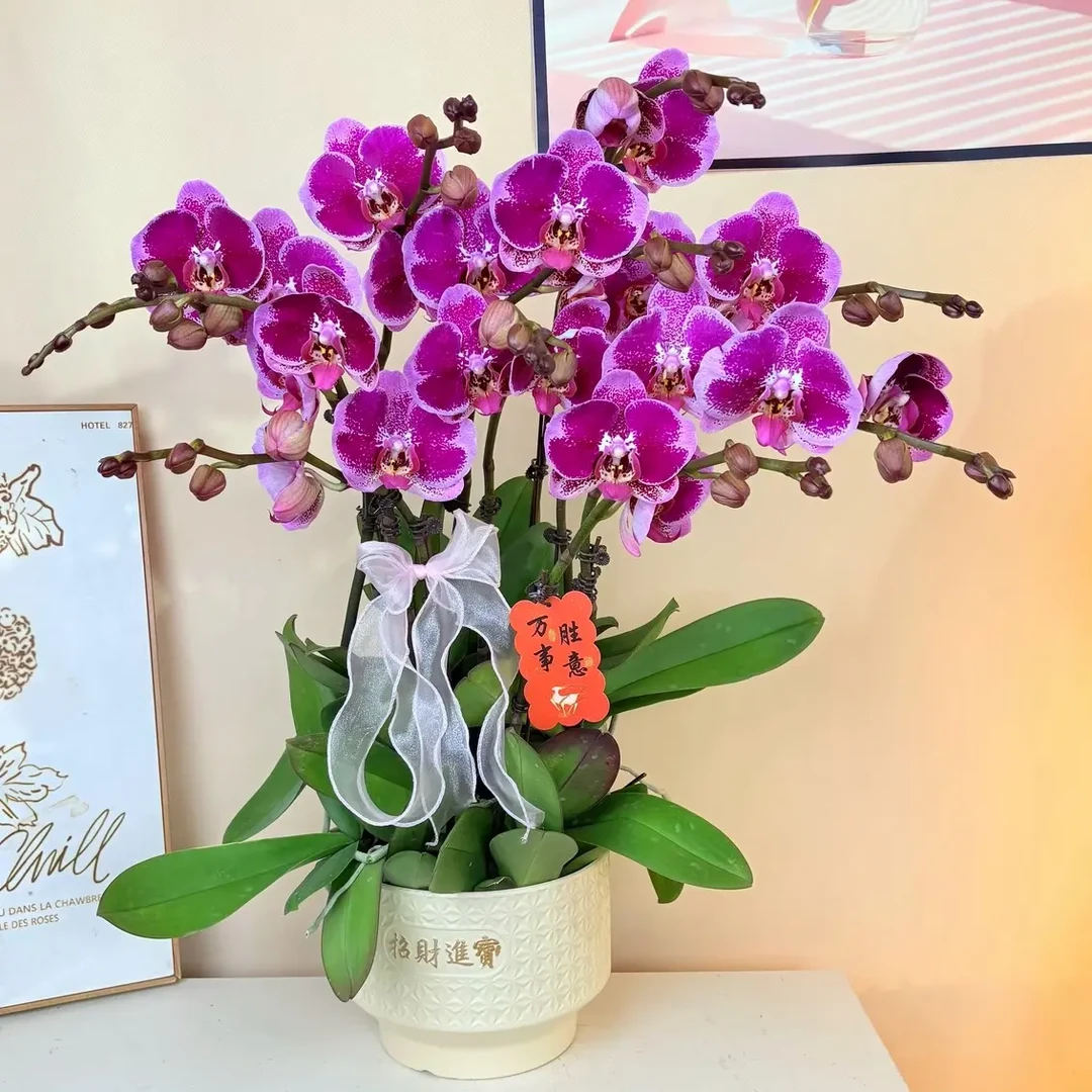 蝴蝶兰《金财主》进口品种特大花紫红色室内花卉绿植盆栽