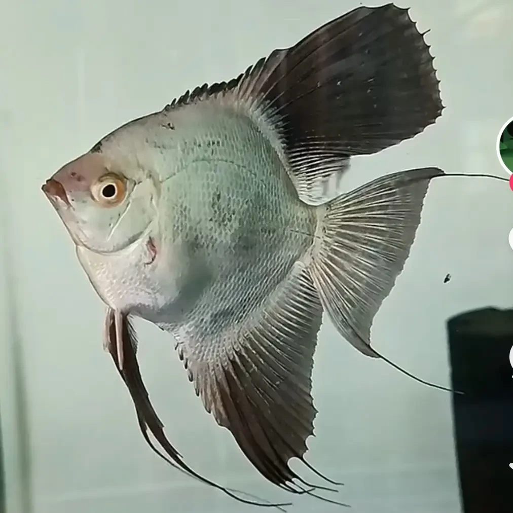 长尾海鸥燕鱼神仙鱼活体热带观赏鱼淡水好养适合新手小型鱼