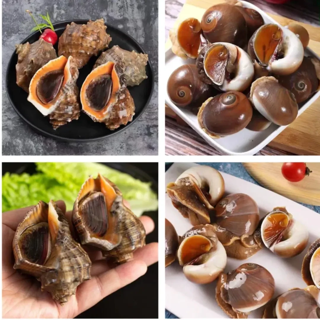 连云港海鲜 猫眼螺2斤 海螺2斤 混搭（鲜活发货保鲜不包活）