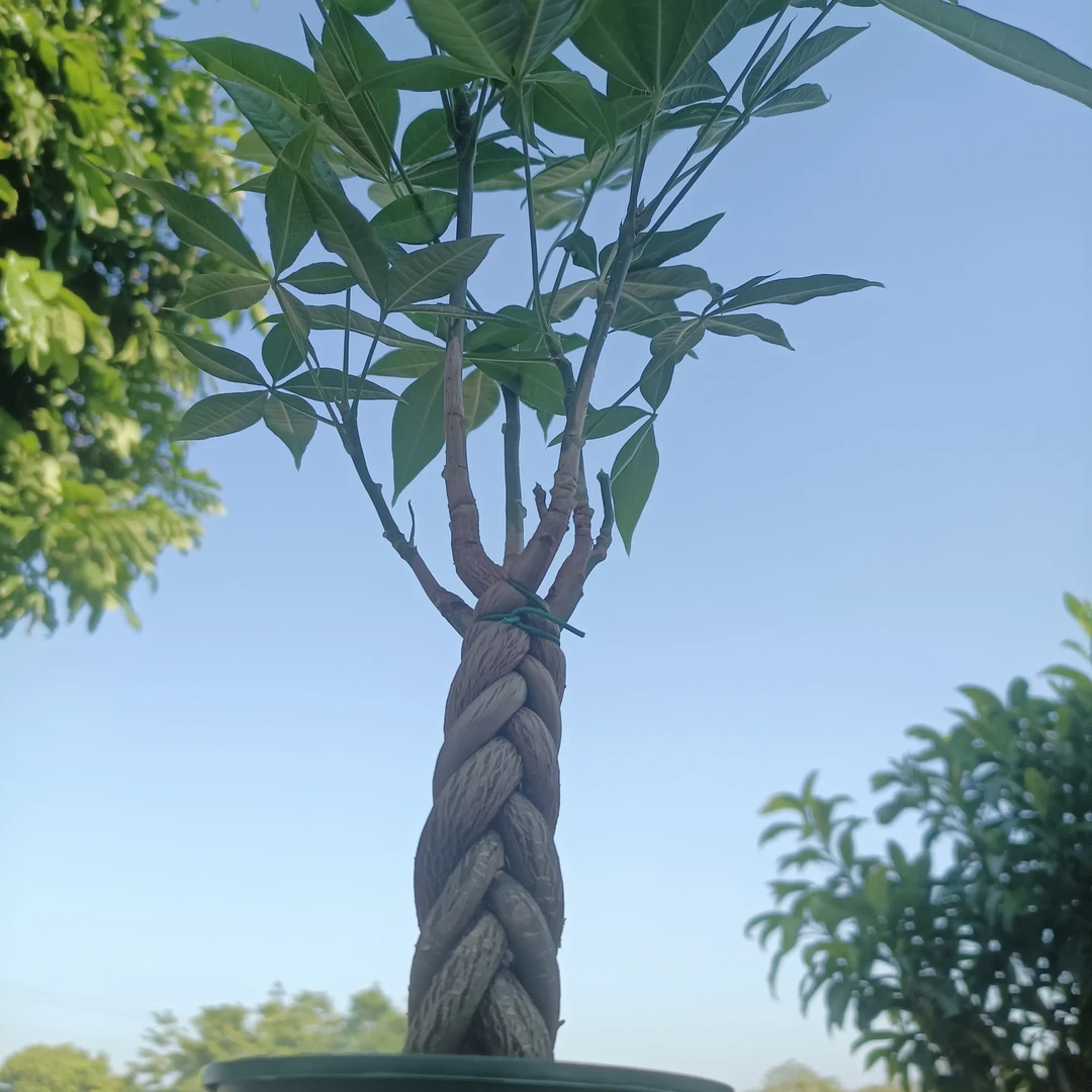 五辫（带叶）发财树室内绿植客厅招财树盆栽乔迁开业送礼精品矮树桩