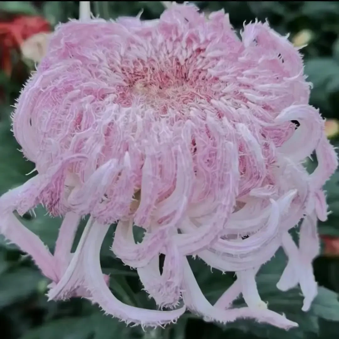【鹅毛粉黛】大花富贵菊 九月大菊盆栽开花好看