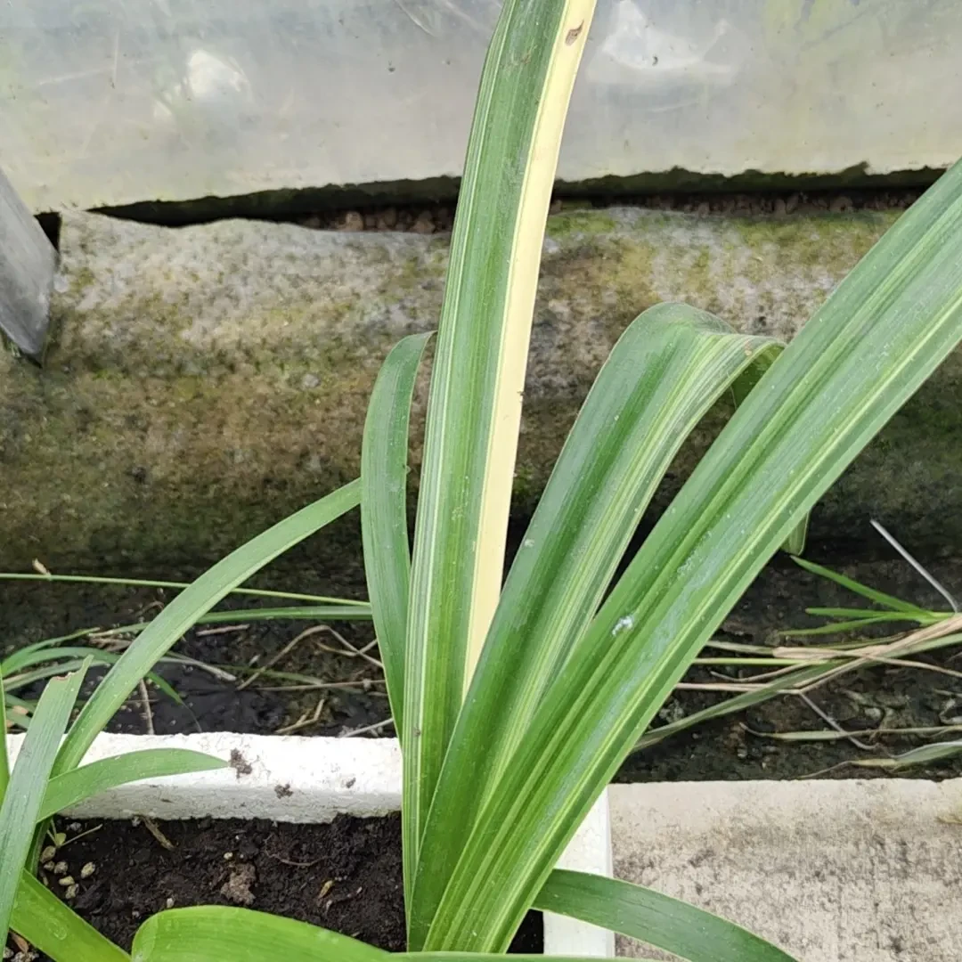 锦叶朱顶红直播间新鲜直供