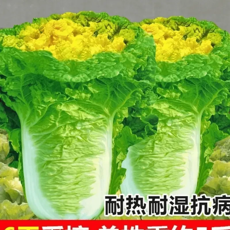 北京小杂56早熟黄心大白菜种子四季鸡蛋黄耐高温一年四季蔬菜种子