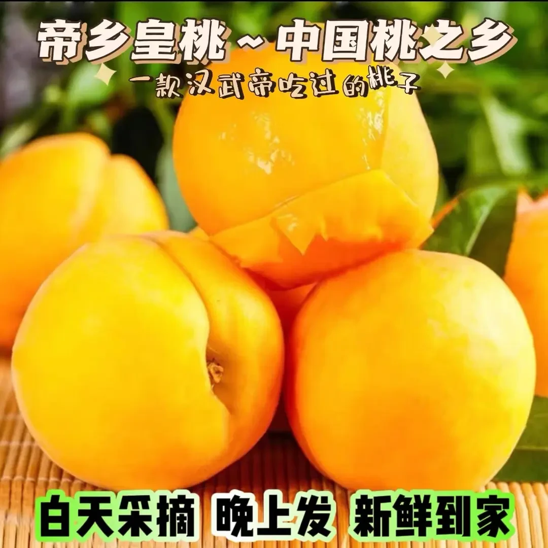 【枣阳皇桃 纯甜无酸】2025年头茬湖北黄桃5斤果园现摘新鲜桃子