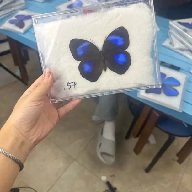 紫斑环蝶装框发货礼物收藏