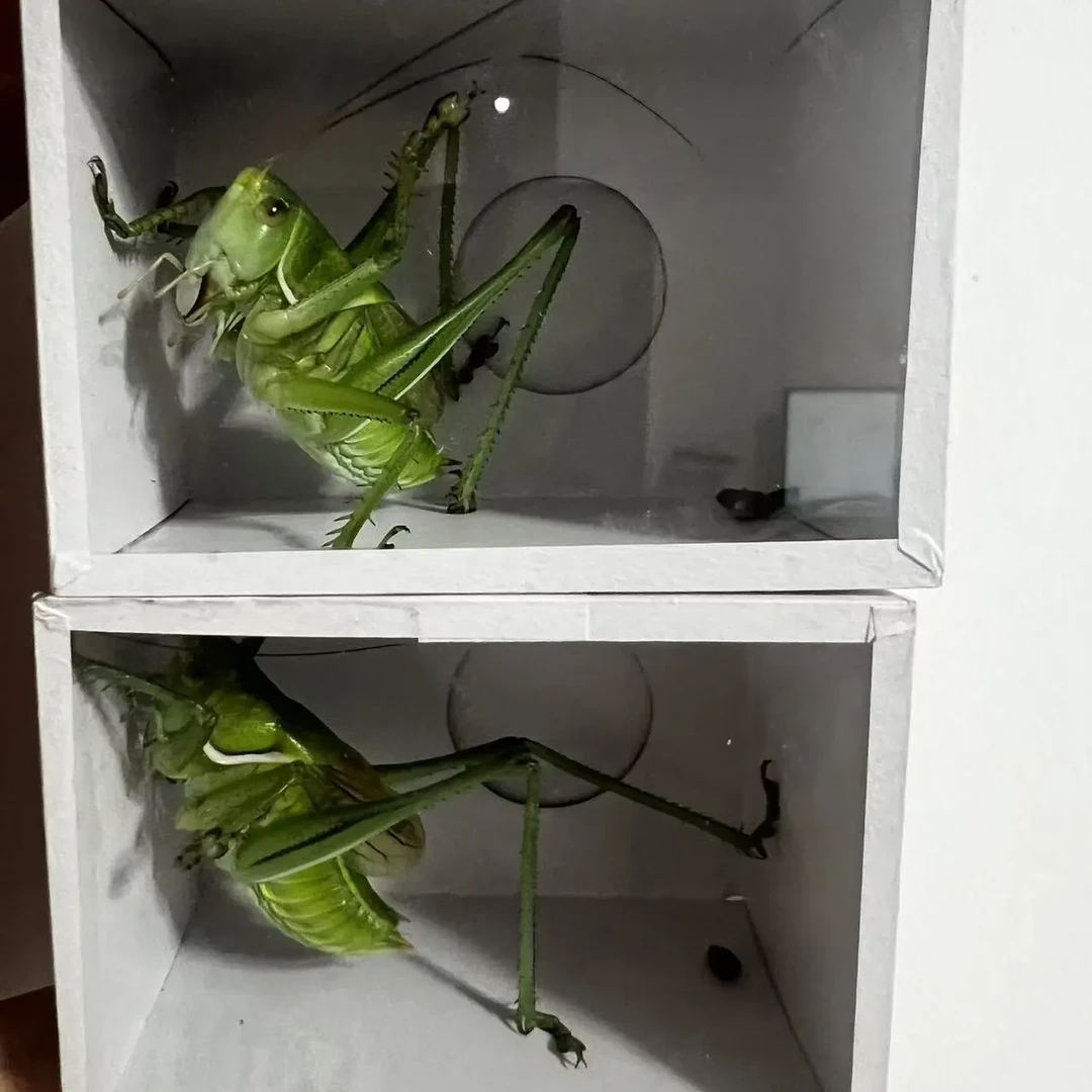 天津本地翡翠绿蝈蝈