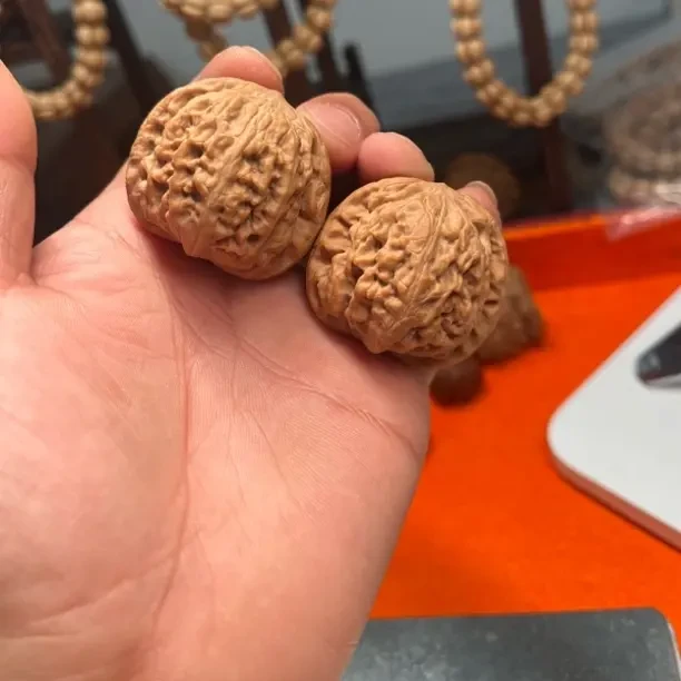 原生树蛟龙尺寸40 全品三无精品对