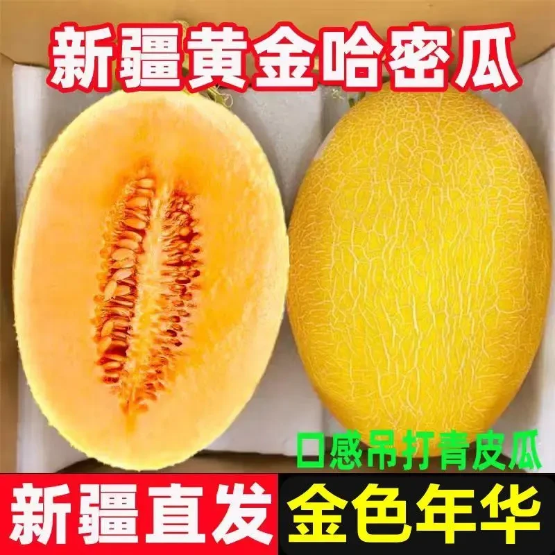 【新疆直发】正宗吐鲁番火焰山金色年华哈密瓜当季新鲜水果挚爱蜜