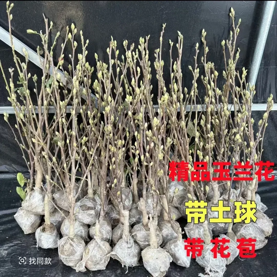四季浓香型矮化玉兰花树苗盆栽适合室内外种植耐寒花卉