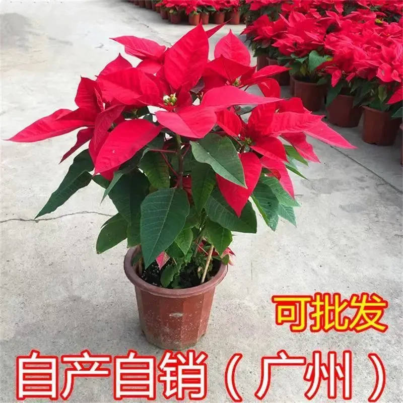 一品红盆栽室内外客厅鲜花绿植圣诞花年宵花阳台庭院四季开花植物