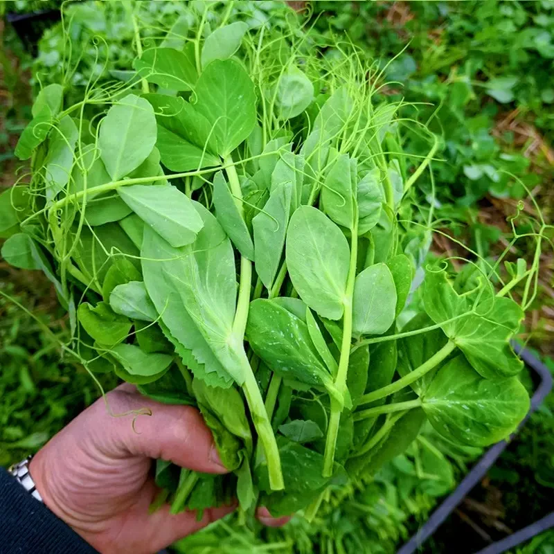 豌豆尖种子四季种植无须豌豆苗可水培土培阳台盆栽龙须荷兰豆种籽