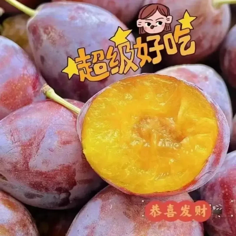 新疆新鲜现摘西梅应季水果甜润多汁
