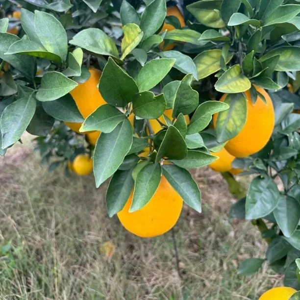 正宗江西赣南脐橙新鲜采摘香甜爆汁当季水果产地直发