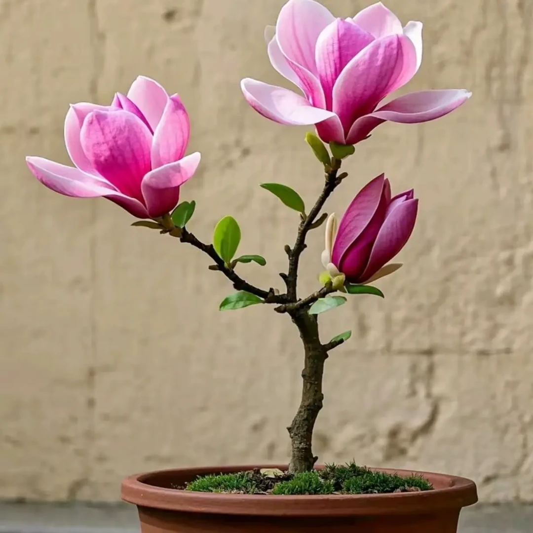 四季浓香型矮化玉兰花小盆栽树苗盆栽适合室内外种植耐寒花卉绿植