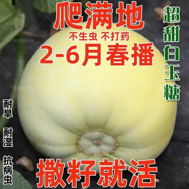 白沙密甜瓜种子薄皮甜瓜日本甜宝香瓜籽春季庭院阳台盆栽水果种子