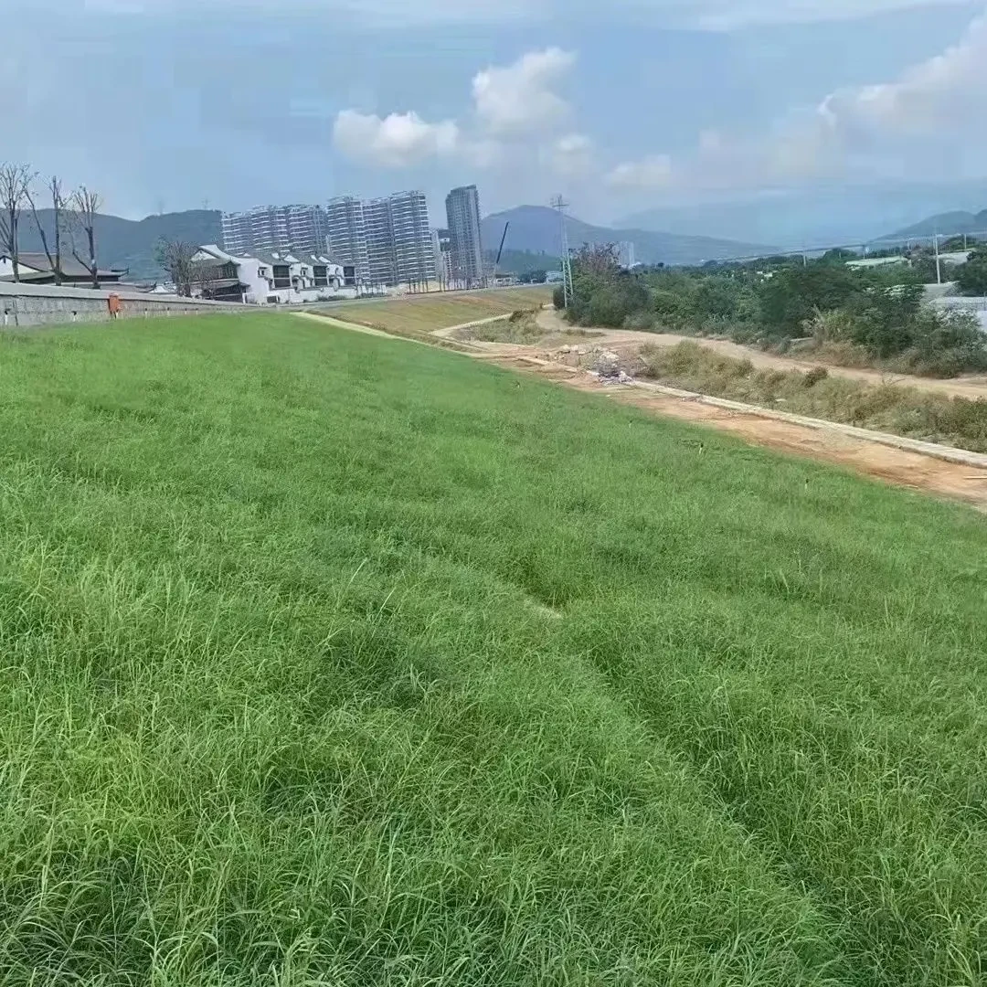 草坪种子四季青不修剪绿化草皮草籽庭院别墅护坡草种子高羊茅