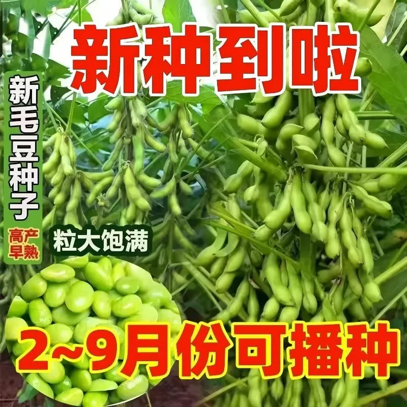 正宗农家毛豆春夏秋季香嫩大荚毛豆籽大豆黄豆种子四季蔬菜种子